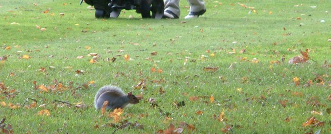 Local wildlife community