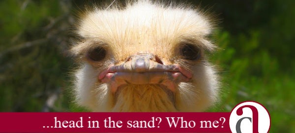 ostrich thinking about divorce