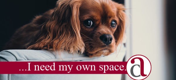 dog thinking about a mortgage deposit